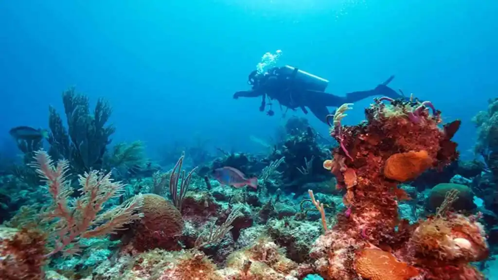Diving in Cuba